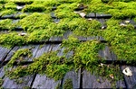 Why Is Moss Growing on My Roof?
