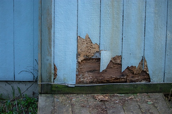 What Exterior Signs Indicate Water Intrusion Behind Siding?